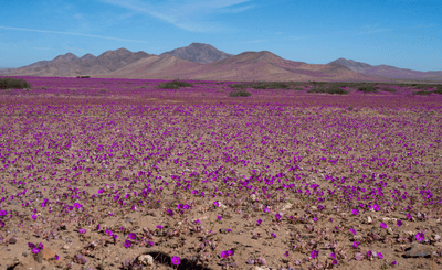 A vast field of purple wildflowers covering the Atacama Desert during the rare desert bloom season in Chile
