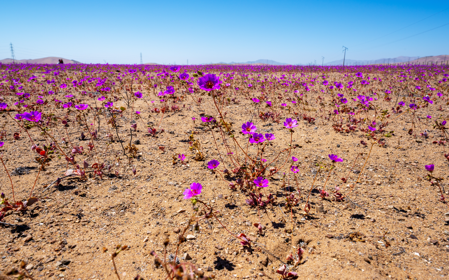 Atacama desert landscape featuring blooming purple flowers during a superbloom event Atacama desert landscape featuring blooming purple flowers during a superbloom event