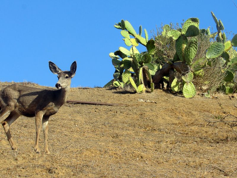 Deer run wild on the island and have no fear of humans. Santa Catalina, California - October 8, 2021.