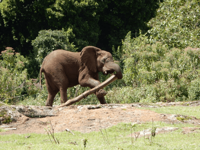An elephant injured by a snare drags a log, possibly for its medicinal products. It was rescued by the East African Wildlife Society  