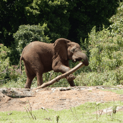 An elephant injured by a snare drags a log, possibly for its medicinal products. It was rescued by the East African Wildlife Society  