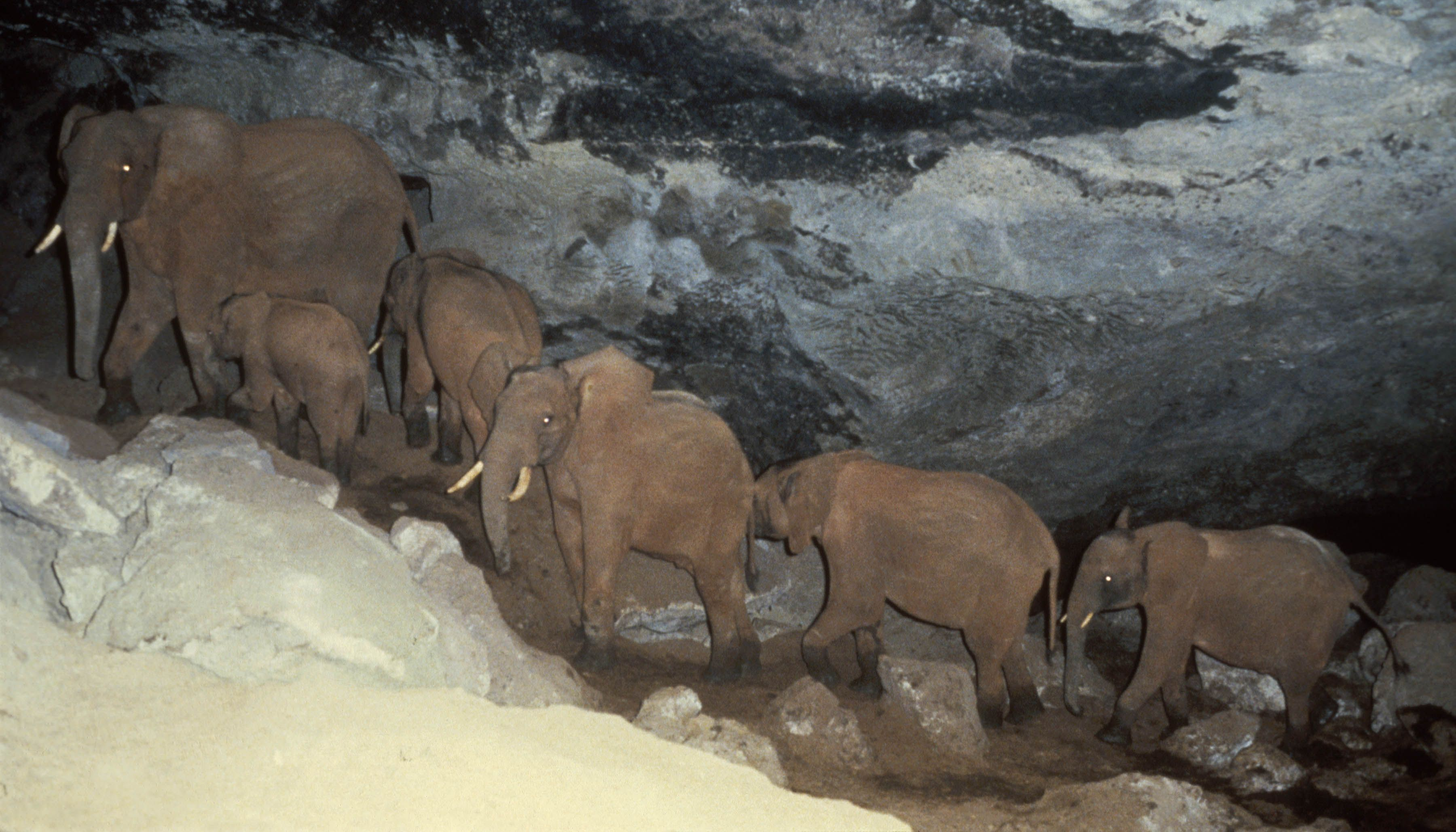 A line of elephants in Kitum Cave, Mt Elgon, where they mine salt and other minerals, cross a roof fall