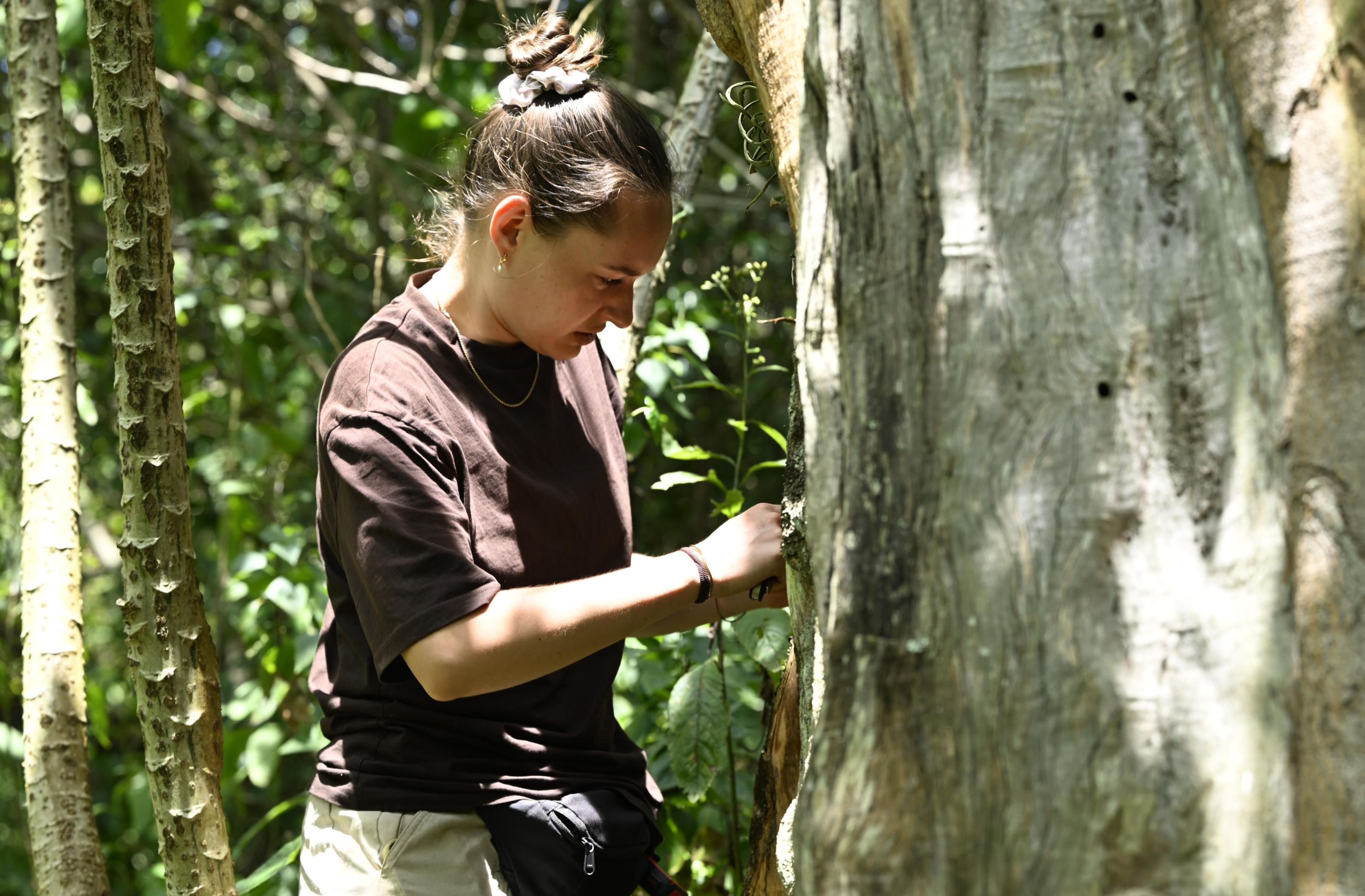 PhD student Henrike Wurm collecting a bark sample to test for medicinal properties