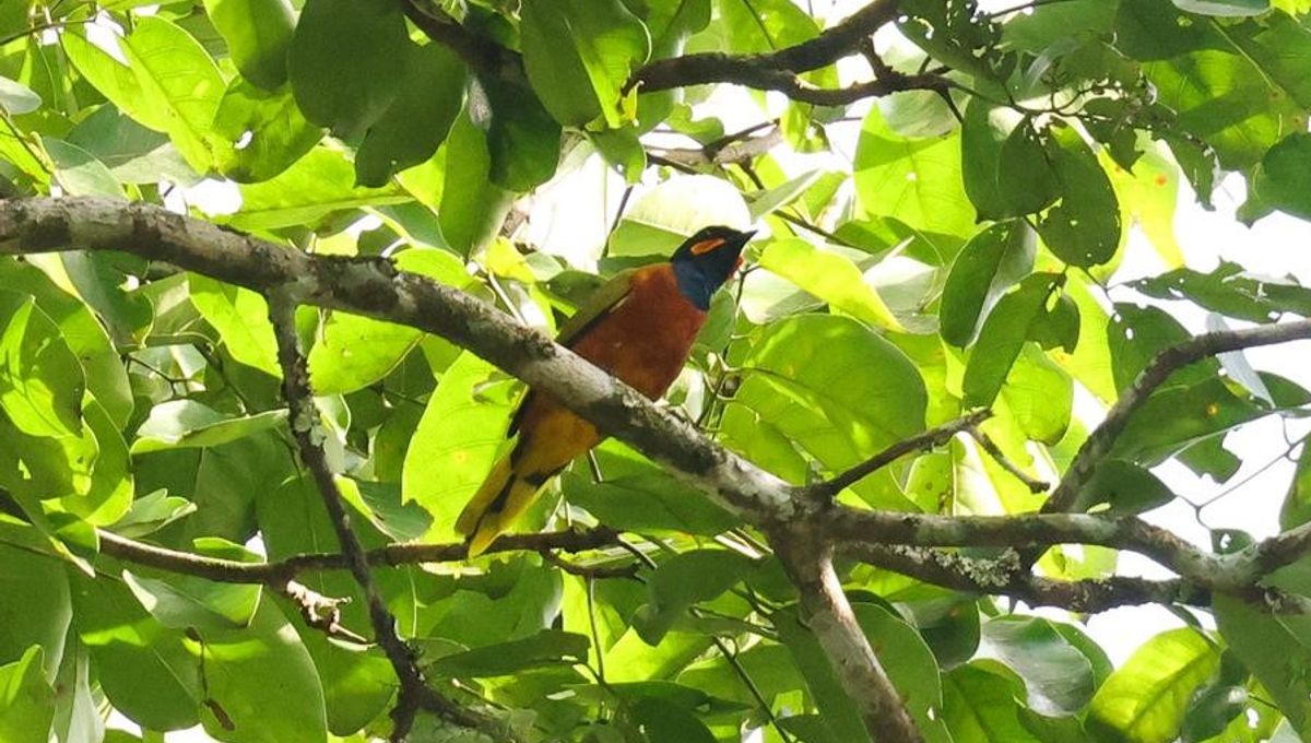 Gorgeous Lost Bird Species, The Ghana Cuckooshrike, Rediscovered In The Forests Of Cote d'Ivoire And Filmed For The First Time Ever