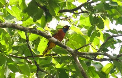 A beautiful multicolored bird perches on a branch. The head is bright blue with orange cheeks, while the chest is orange and the wings are green.