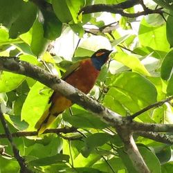 A beautiful multicolored bird perches on a branch. The head is bright blue with orange cheeks, while the chest is orange and the wings are green.