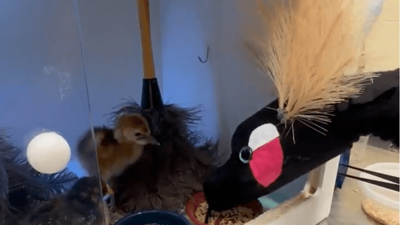 a small chick looks at a giant hand puppet made to look like its crowned crane parent