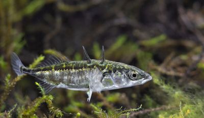 Threespine sticklebacks