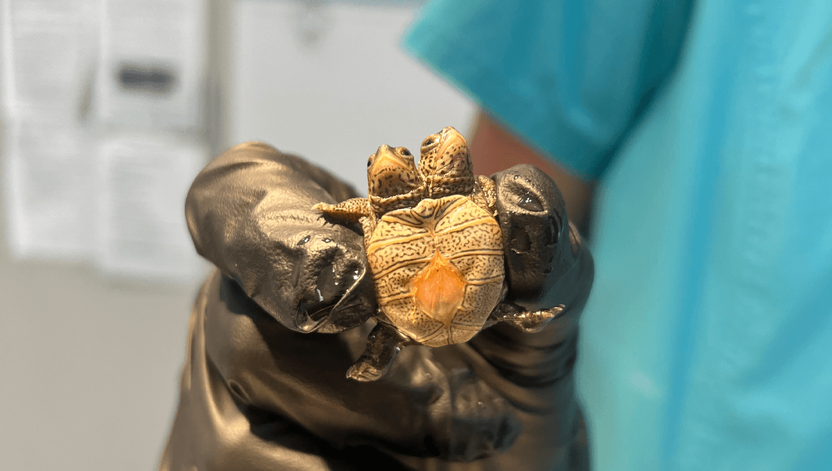 Rare Two-Headed Terrapin Hatchling Is A Total Treasure, And Weighs About As Much As A Single Sheet Of Paper