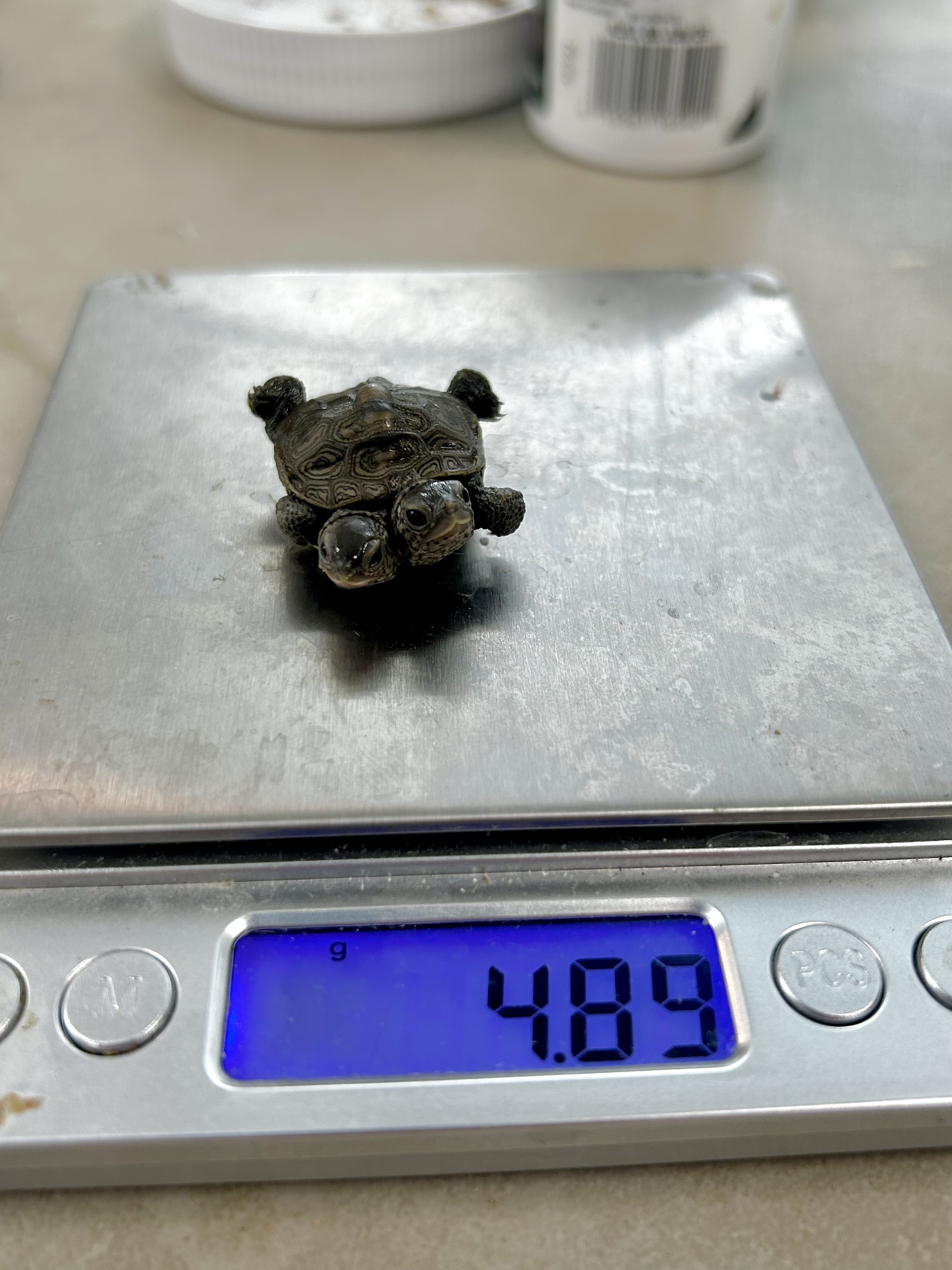 A two headed terrapin on a scales weighing 4.89 grams A two headed terrapin on a scales weighing 4.89 grams
