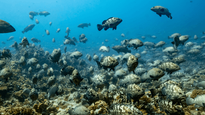 lots of fish gather above corals