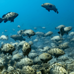 lots of fish gather above corals