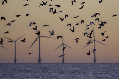 Offshore Wind Farm tubines with Silhouette of doves flying in front