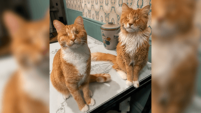 two ginger and white cats sitting on a table, the one on the left is a shorthair and the one on the right a longhair. They have both had their eyes removed.