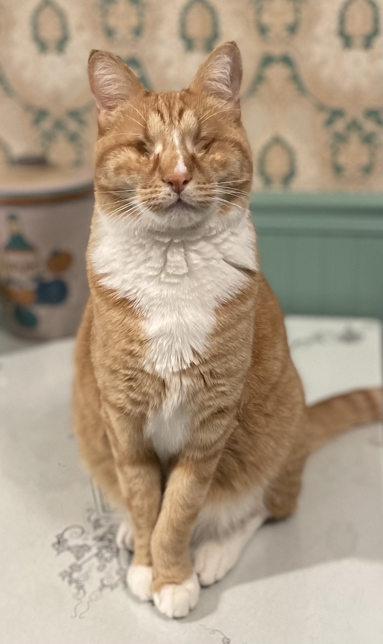 ginger and white short haired cat with no eyes sitting upright on a table ginger and white short haired cat with no eyes sitting upright on a table