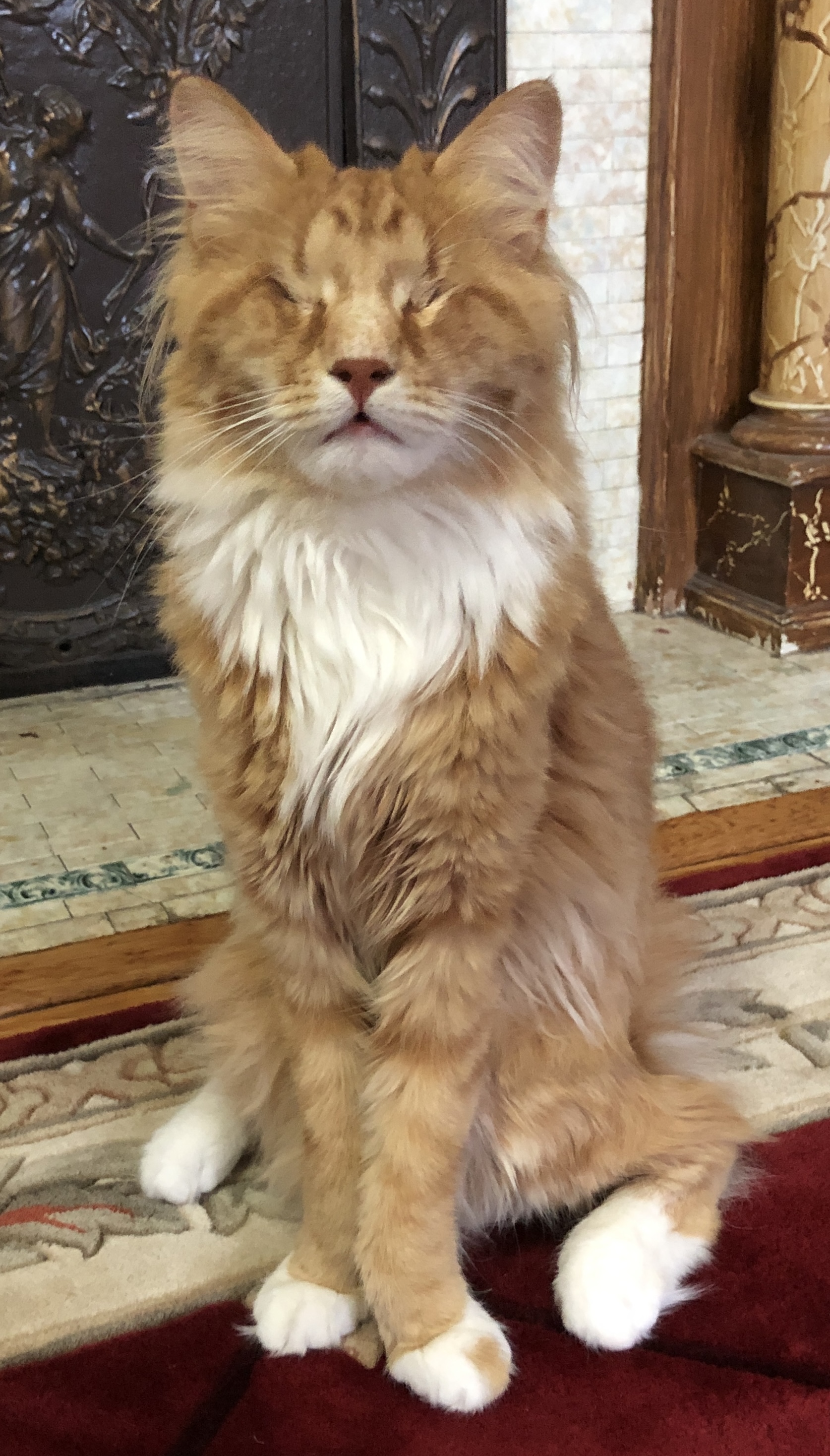 ginger and white longhair cat with no eyes and slightly unusual leg positionssitting upright on a fireplace ginger and white longhair cat with no eyes and slightly unusual leg positionssitting upright on a fireplace
