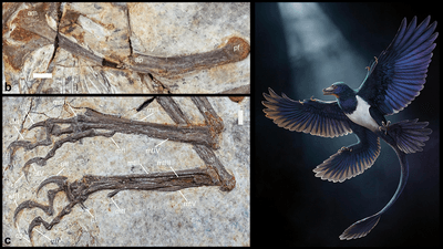 Reconstruction image of Norellraptor on the right size looking like magpie with for wings. On the left a close up photo of the bones showing very long sharp talons.
