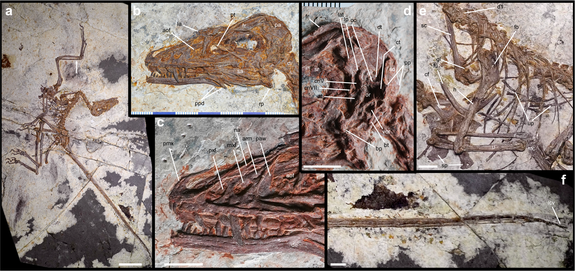 Multiple close up photos of the skeleton in its entirety and images of the skull and limbs and tail.