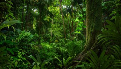 A picture in the understory of a rainforest showing a huge diversity of plants. 
