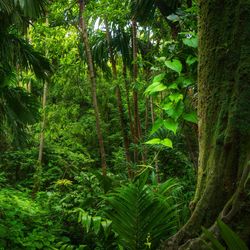 A picture in the understory of a rainforest showing a huge diversity of plants.