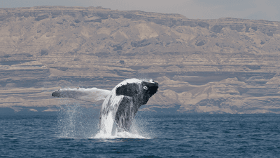 a whale breaches out of the water