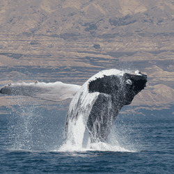 a whale breaches out of the water