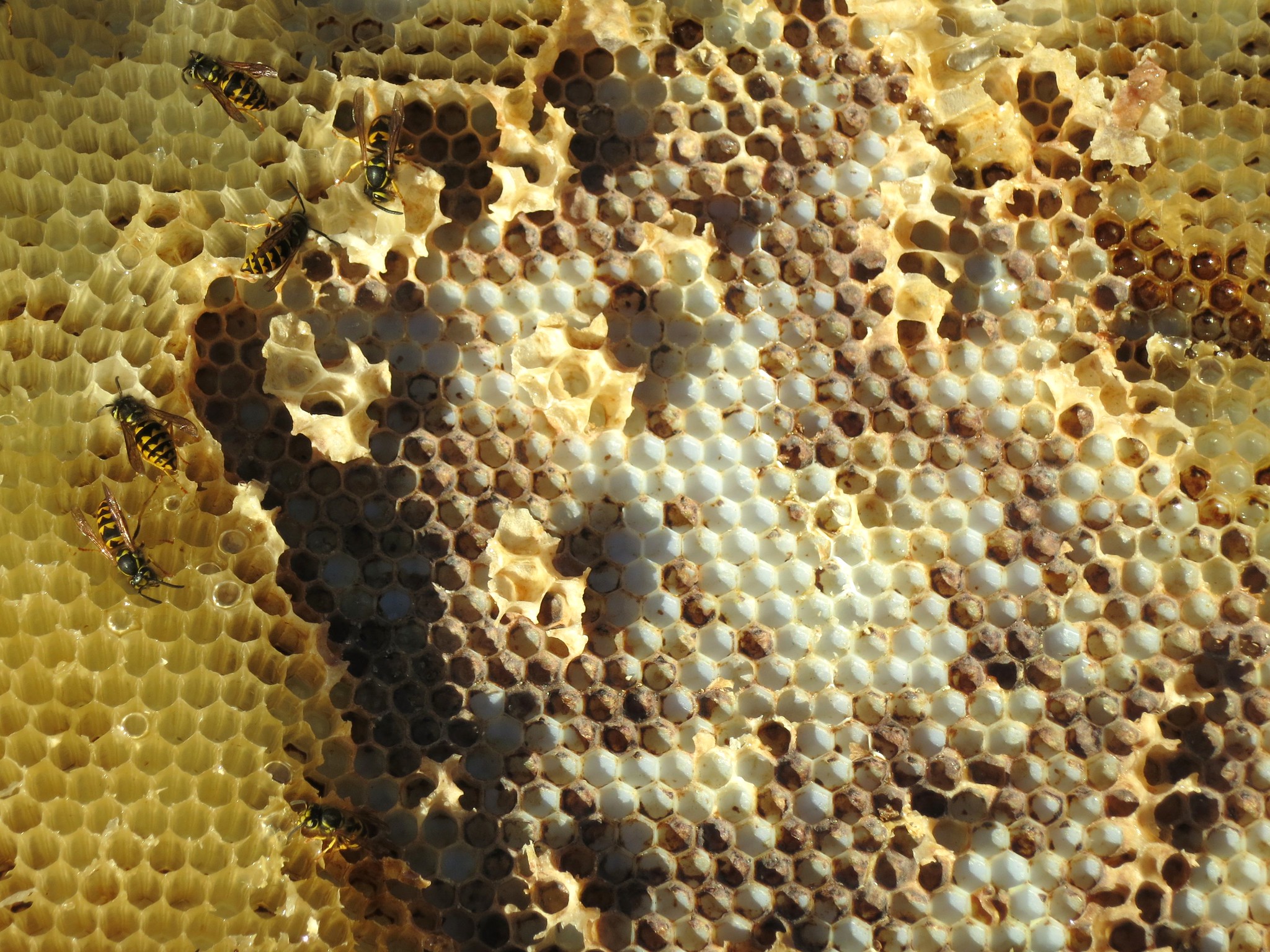 the mathematics of surface tiling explains why wasps and bees use hexagons for their honeycombs. the mathematics of surface tiling explains why wasps and bees use hexagons for their honeycombs.