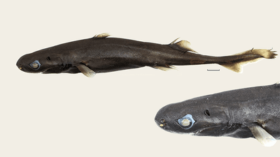 A small black and brown lantern shark showing the whole body and then a close up of its head.