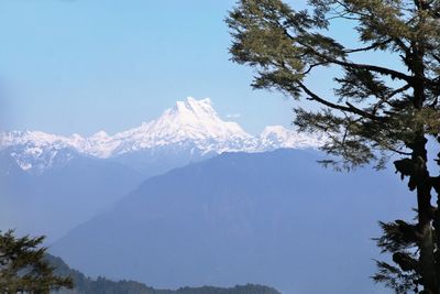 mountain top in the distance with a tree in the foreground