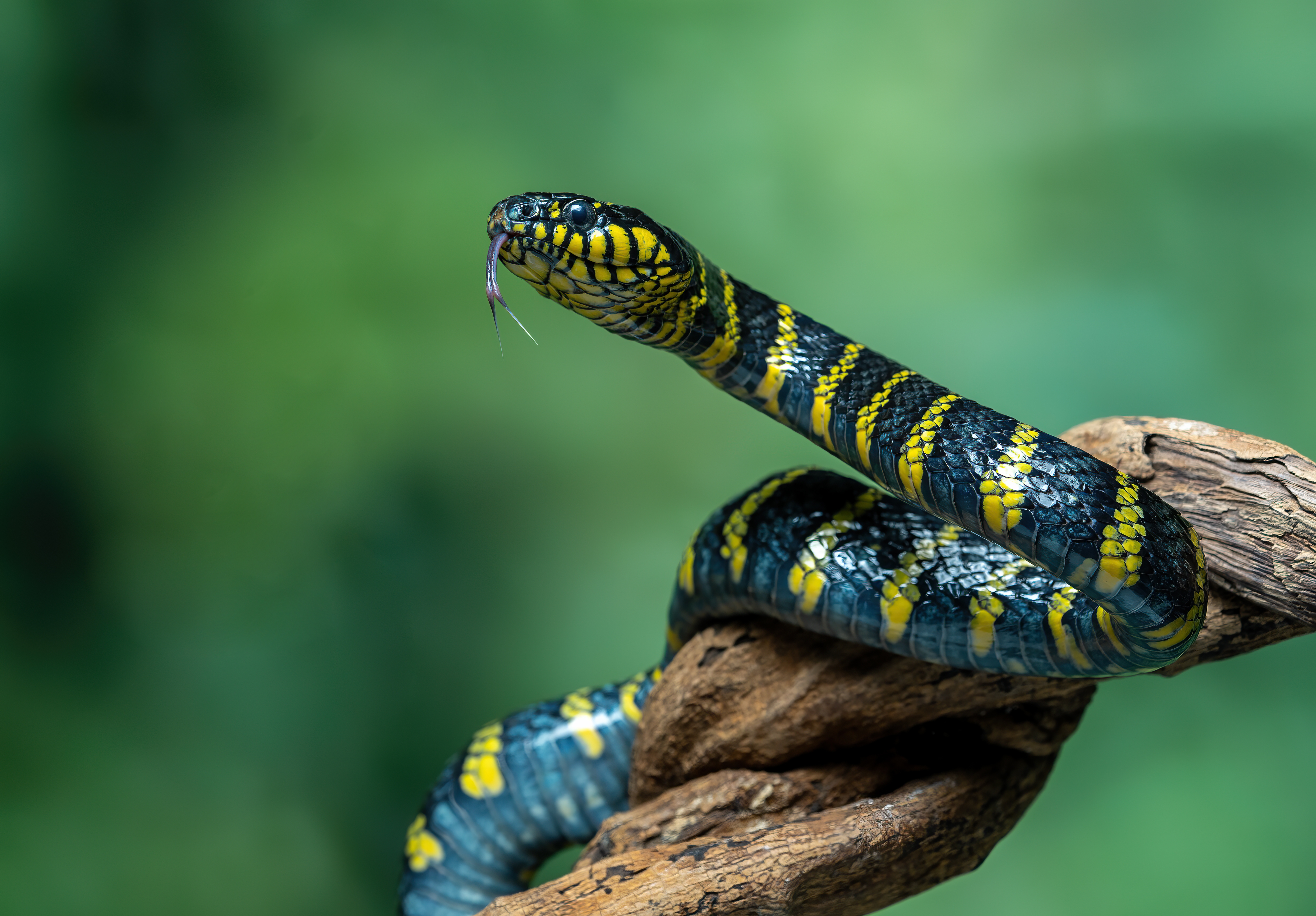 A black and yellow striped snake on a branch. A black and yellow striped snake on a branch.