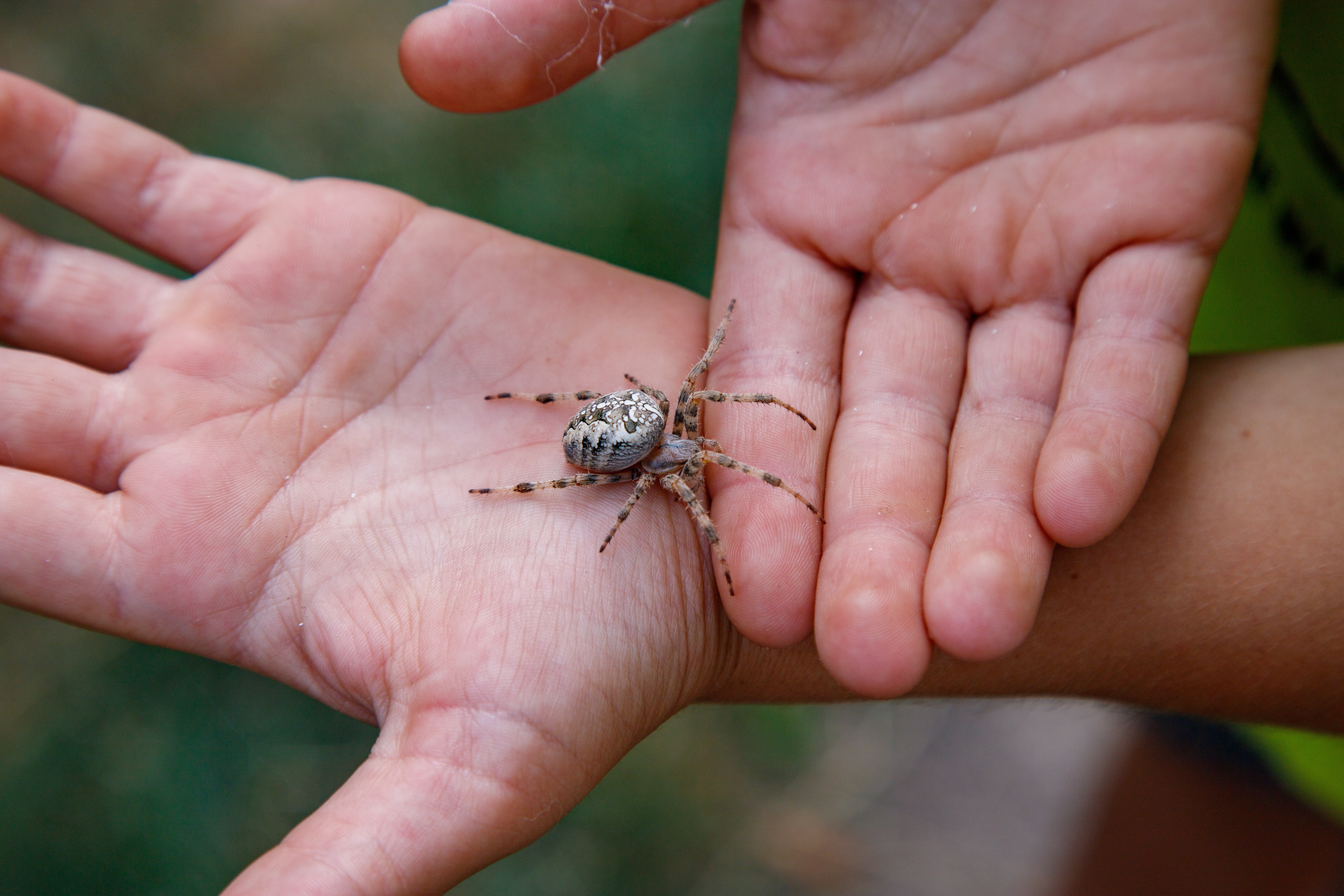 A spider crawling over someone's hands. A spider crawling over someone's hands.
