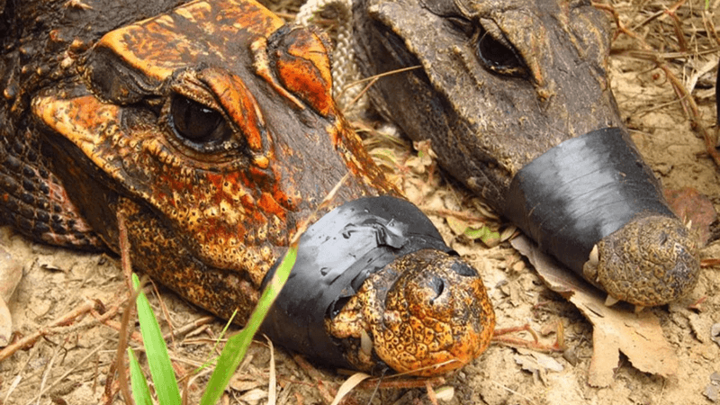 orange crocodile next to a grey-brown crocodile