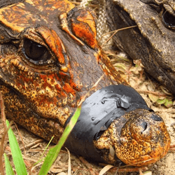 orange crocodile next to a grey-brown crocodile