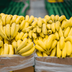 Yellow Fresh bananas in cardboard boxes on big market