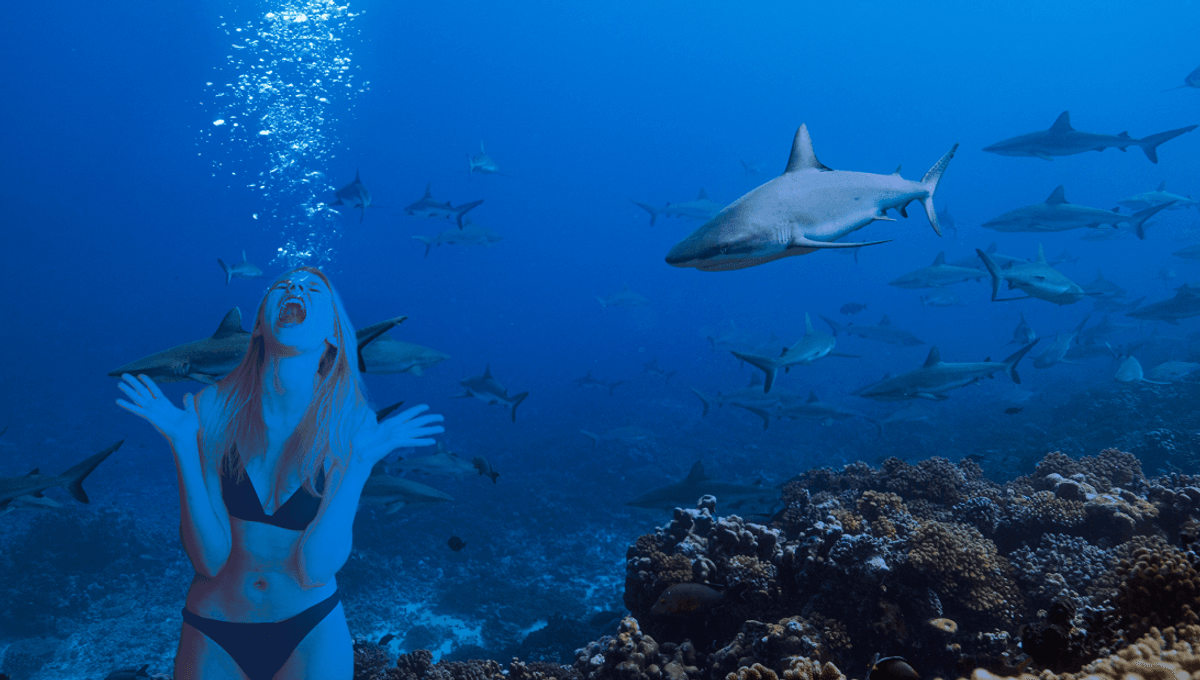 Yes, A Shark Can Hear You Scream. Scientists Just Proved They Can Hear Up To 70 Meters Away