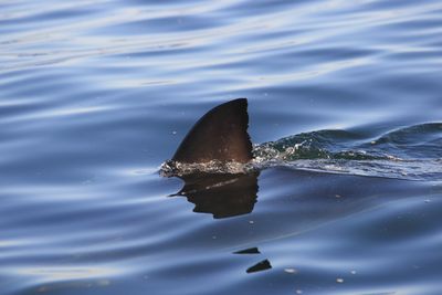 dorsal fin of great white shark, Carcharodon carcharias, False Bay, South Africa, Atlantic Ocean