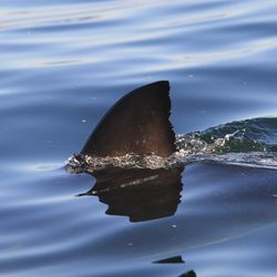 dorsal fin of great white shark, Carcharodon carcharias, False Bay, South Africa, Atlantic Ocean