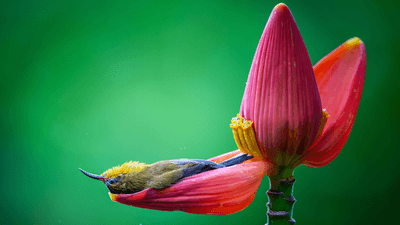 a bird has a bath in a petal full of water