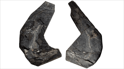 The species Westlothiana lizziae was considered the original lizard based on an external examination of the rocks that contain it, but X-rays reveal something different