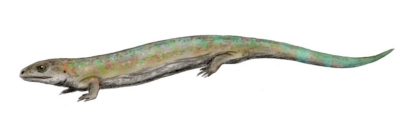 A reconstruction of Westlothiana showing it looking like a lizard. A reconstruction of Westlothiana showing it looking like a lizard.