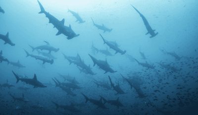 Underwater view of scalloped hammerhead sharks swimming in the waters off Darwin Island, Galapagos Islands, Ecuador.