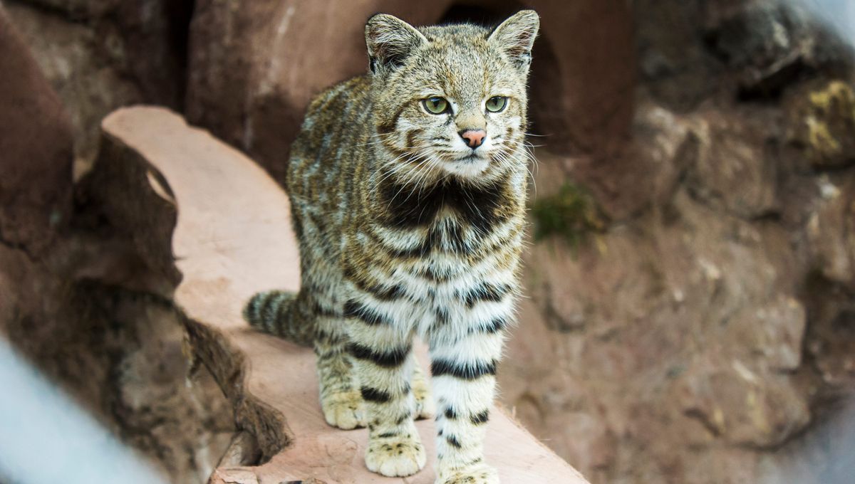 Adorable, Rare Andean 