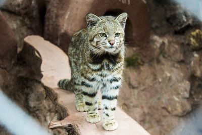 A small andean cat on a log at a sanctuary.