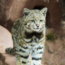 A small andean cat on a log at a sanctuary.