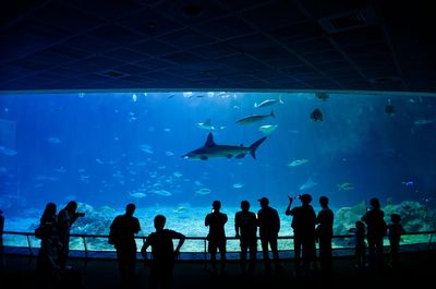 silhouetted people looking at a shark in a huge aquarium tank