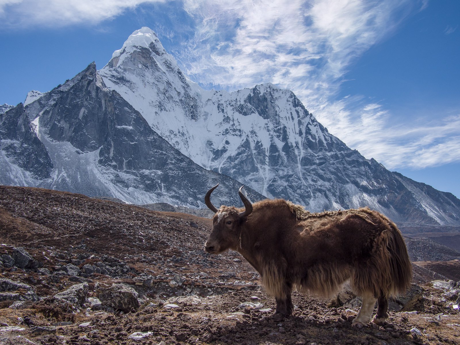 Photo of a yak with a mountain backdrop Photo of a yak with a mountain backdrop