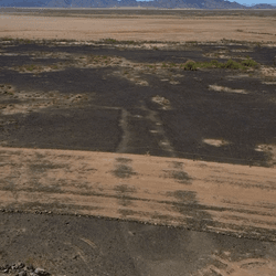 An ancient geoglyph in the shape of a fish. A giant streak of a bulldozer runs through its center.