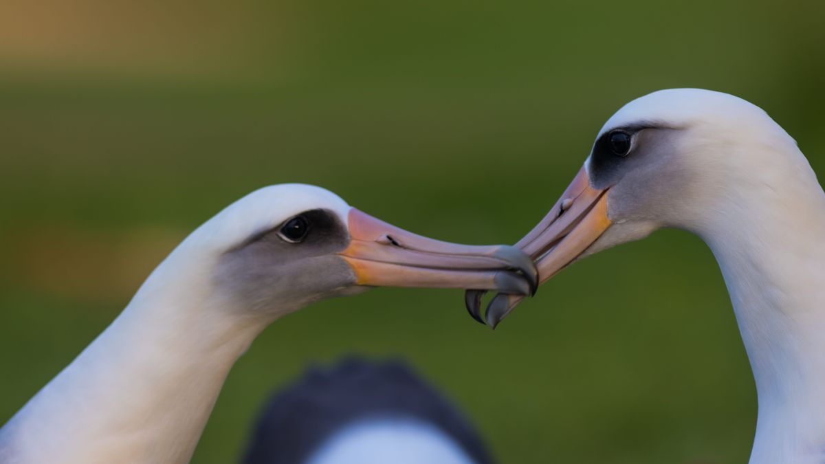 How Queer Is The Animal World? We Haven't Looked As Hard As We Could, But Nature Is Still More Diverse Than You Think
