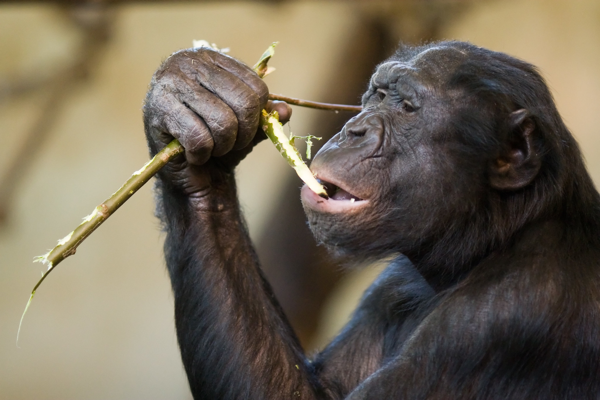bonobo eating a plant stem