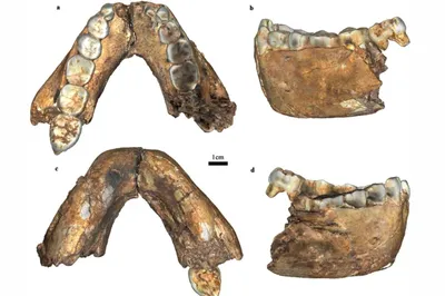 The jaw is one of the bones that differs most between Homo erectus and Paranthropus, and this 2 million-year-old find is definitely not Paranthropus